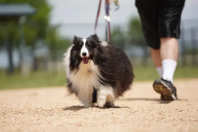 Border collie running toward the camera