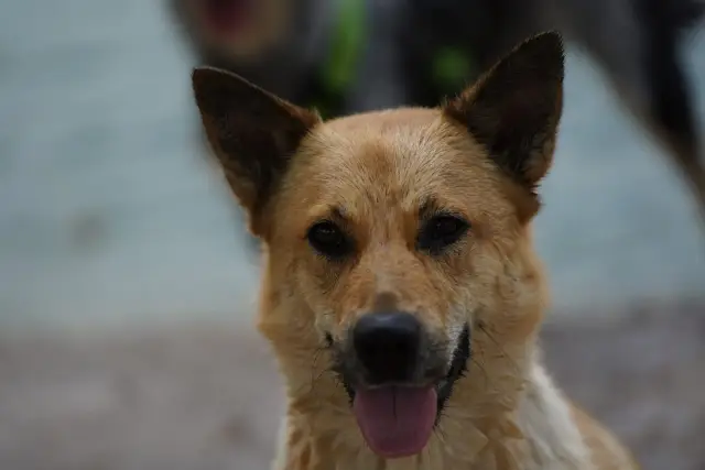 Close up portrait of a German shepherd